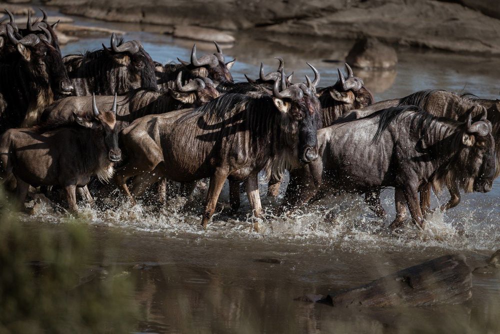 Stewardship in the spotlight: The stewardship stampede