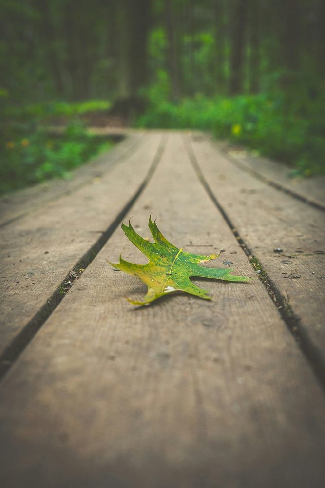 Reflecting on COP30: Nature, renewables and the gaps that still remain