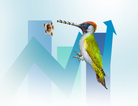Woodpecker for Website